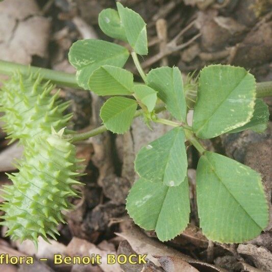 Medicago murex Hábitos