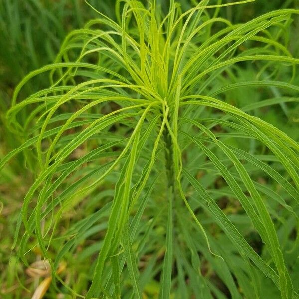 Helianthus salicifolius Hoja