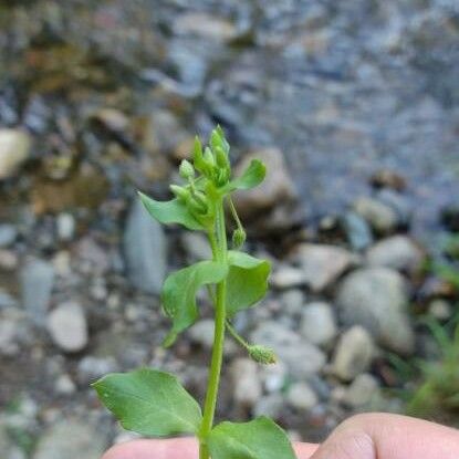 Stellaria apetala Leaf