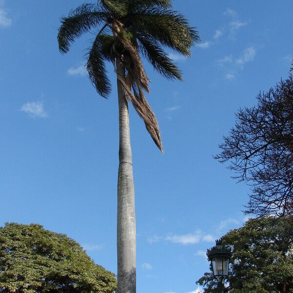 Roystonea borinquena Kabuk