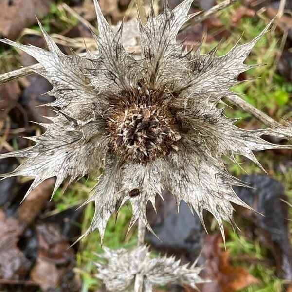 Carlina vulgaris Fruitua