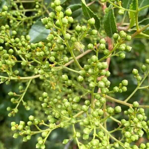 Photinia arbutifolia ফুল