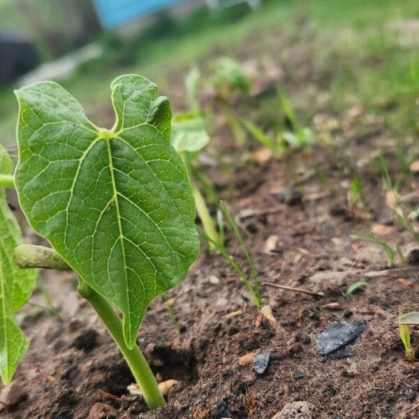 Phaseolus vulgaris Leaf