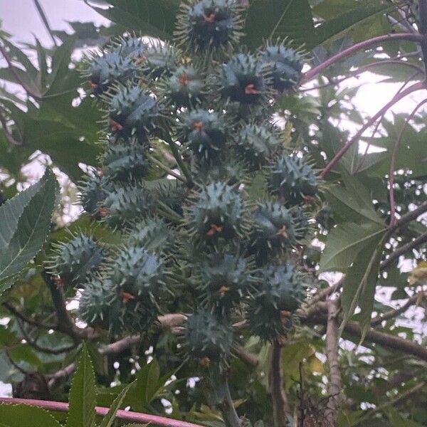 Ricinus communis Fruit