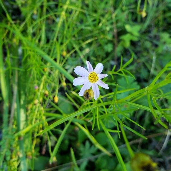 Coreopsis rosea പുഷ്പം