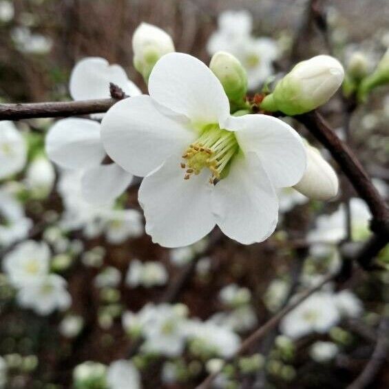 Chaenomeles speciosa Blomst