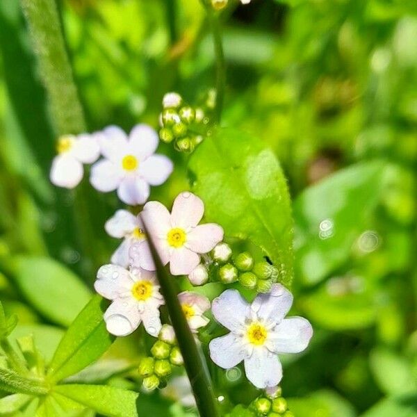 Myosotis scorpioides 花