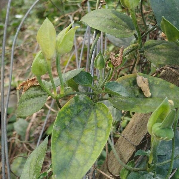 Thunbergia fragrans Lapas