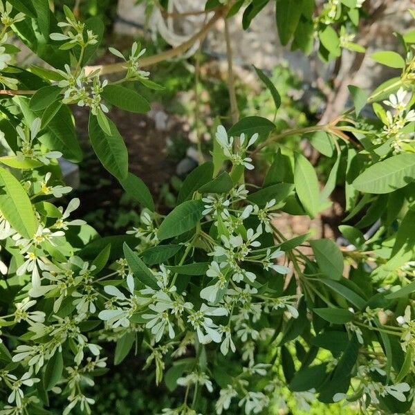 Euphorbia leucocephala Žiedas