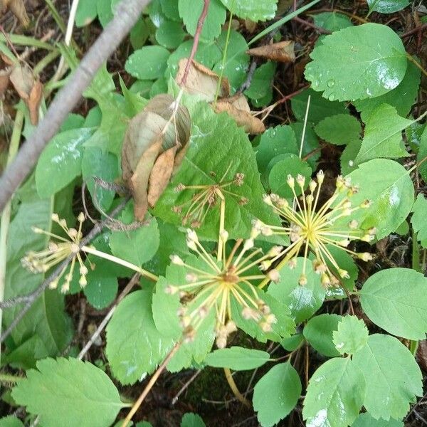 Aralia nudicaulis Fruto