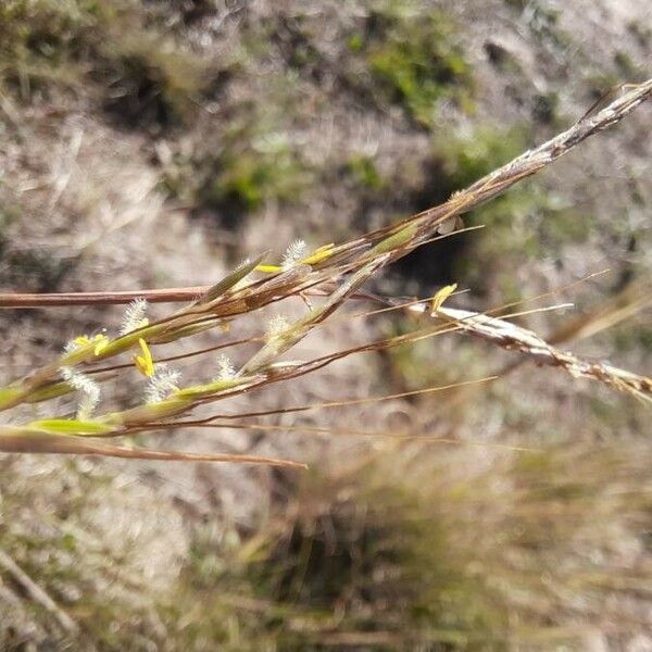 Hyparrhenia hirta Flower