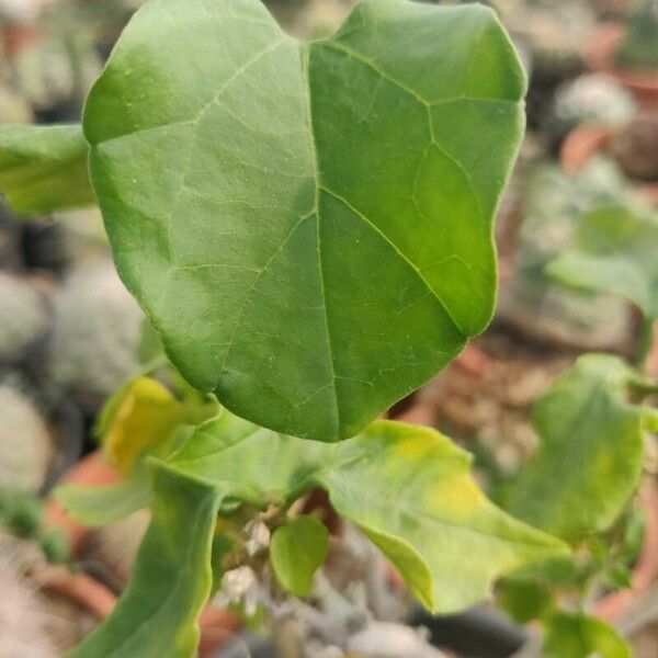 Pyrenacantha malvifolia Lapas