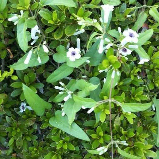 Paederia foetida Blomst