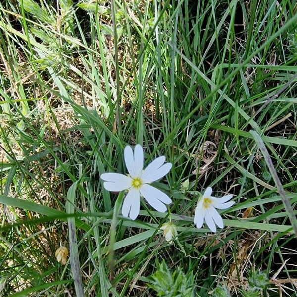 Stellaria palustris Flor