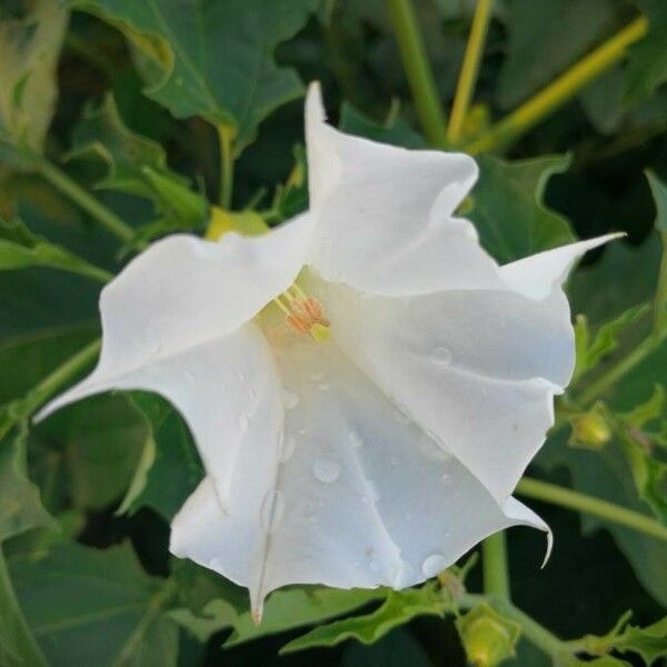 Datura stramonium 花