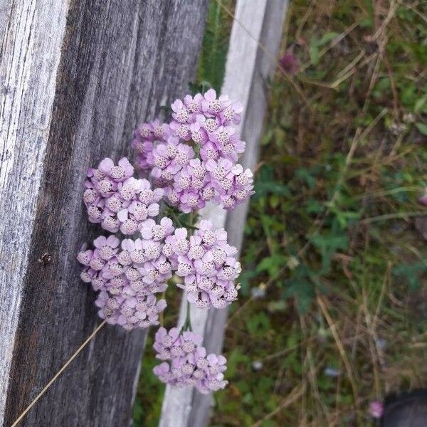 Achillea millefolium Flor