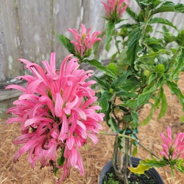 Justicia carnea Flower