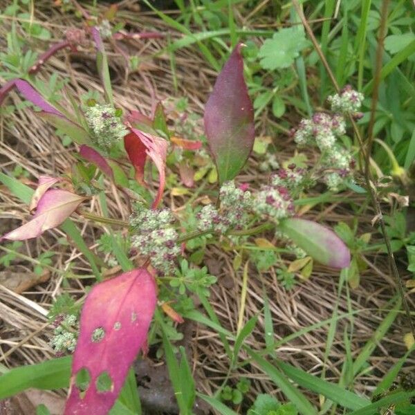 Chenopodium polyspermum Цвят