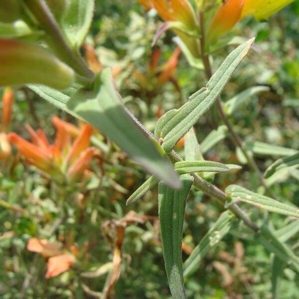 Castilleja tenuiflora Habit