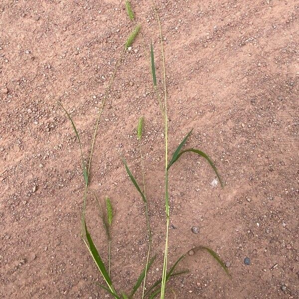 Setaria viridis Flor