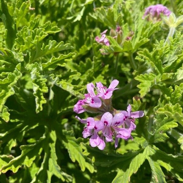 Pelargonium graveolens Cvet