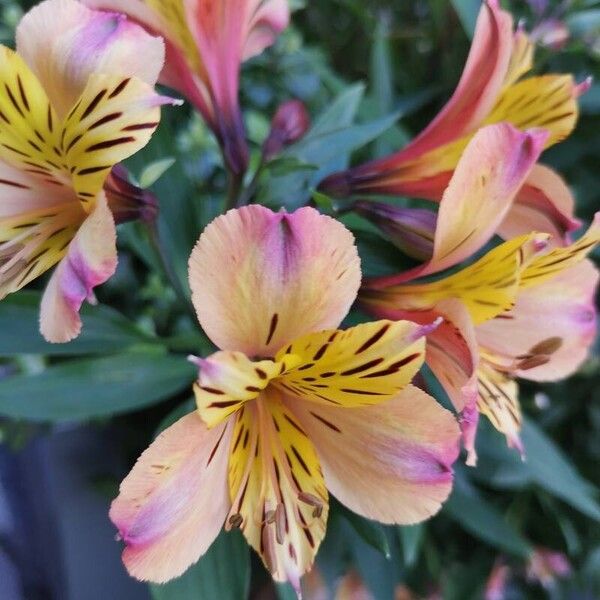 Alstroemeria ligtu Bloem