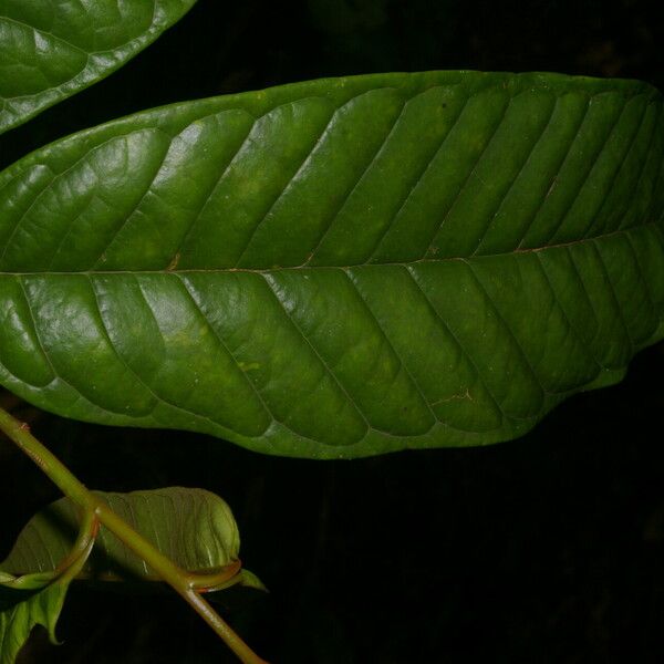 Anaxagorea phaeocarpa Leaf