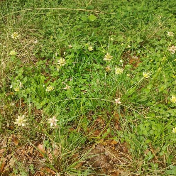 Cyperus lanceolatus Blatt