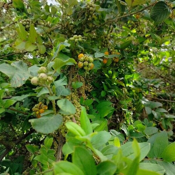 Rubus ellipticus Frukt