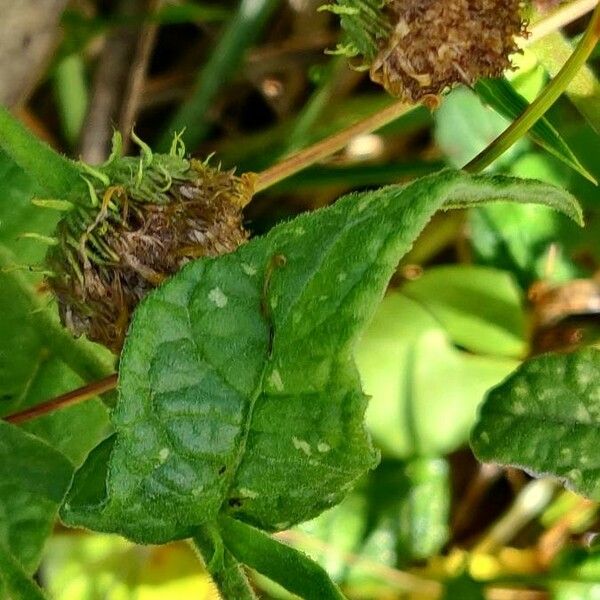 Pulicaria dysenterica Blatt