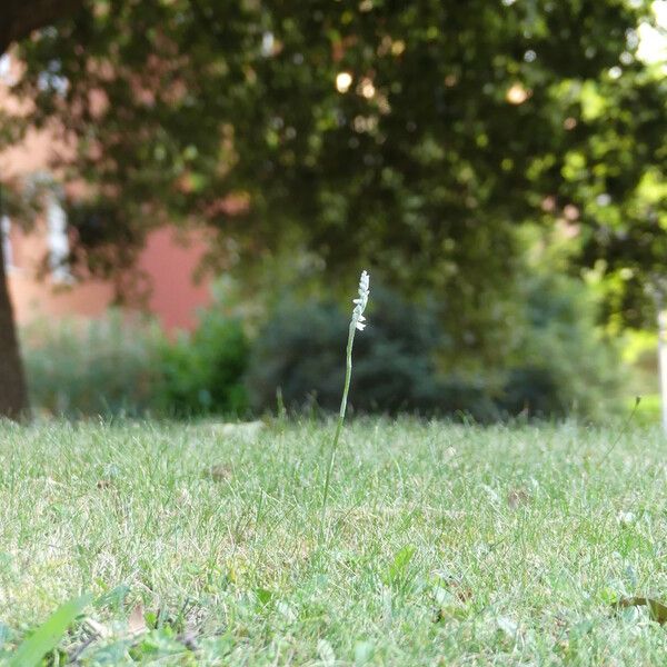 Spiranthes spiralis Habitat