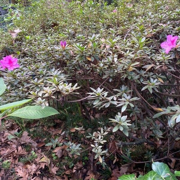 Rhododendron simsii autre