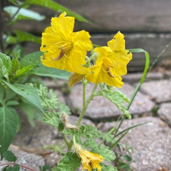 Solanum rostratum Květ