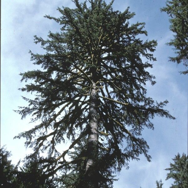 Picea sitchensis Hábito