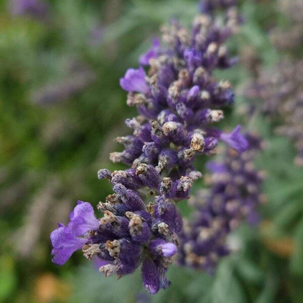 Lavandula angustifolia Blüte