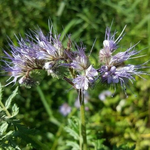 Phacelia tanacetifolia Flor