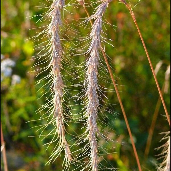 Elymus sibiricus Owoc