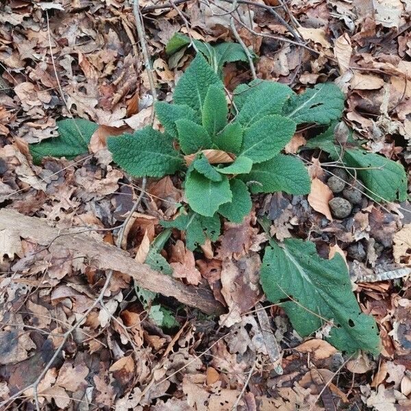 Digitalis purpurea Blad