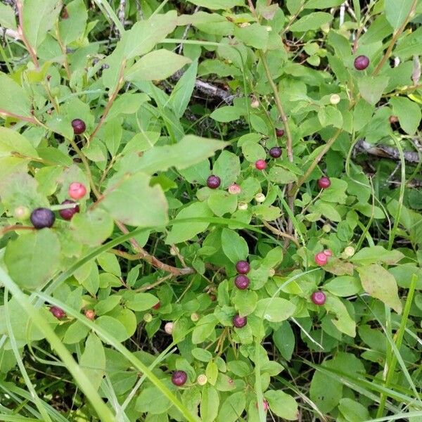 Vaccinium membranaceum Vrucht