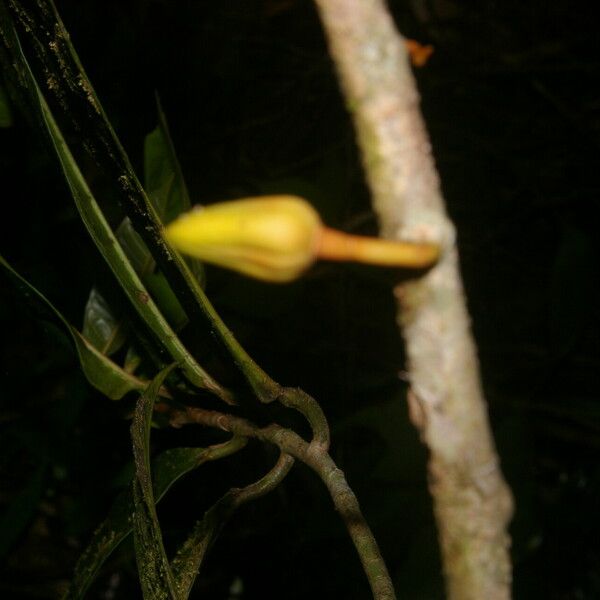 Anaxagorea phaeocarpa Fruit