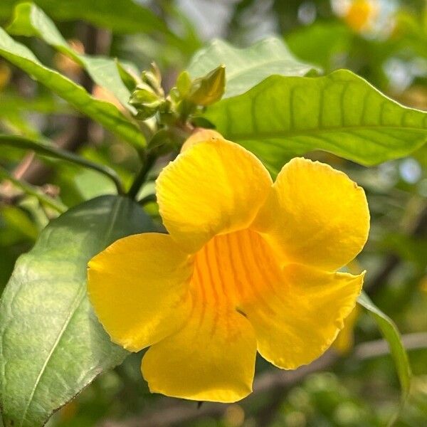 Allamanda schottii Квітка