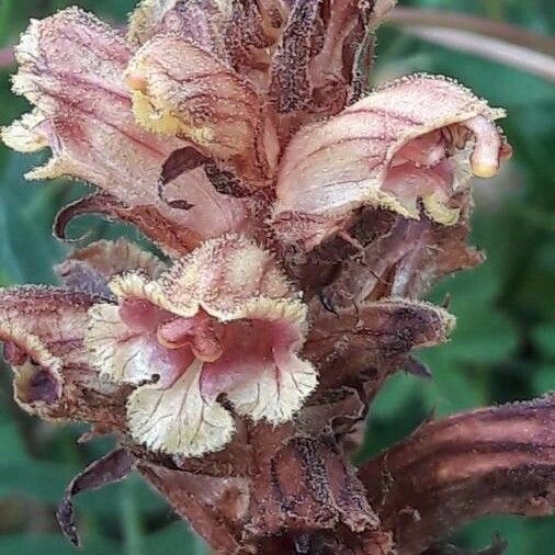 Orobanche minor Virág