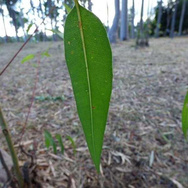 Corymbia citriodora برگ