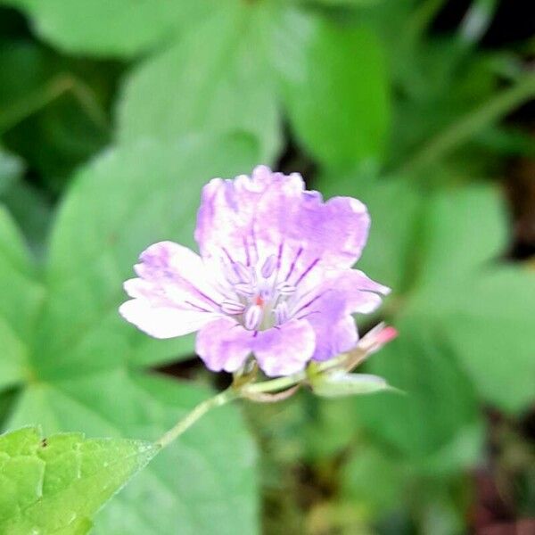 Geranium nodosum Flower