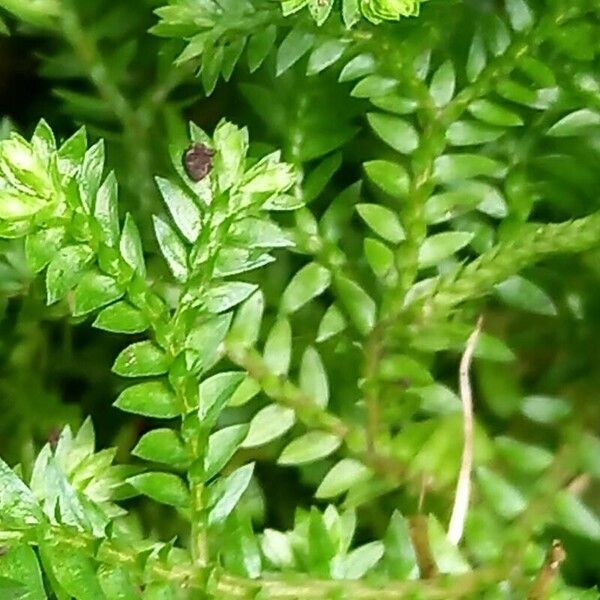 Selaginella kraussiana Blatt