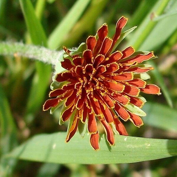 Agoseris aurantiaca Flower