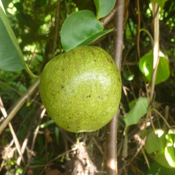 Annona glabra ഫലം