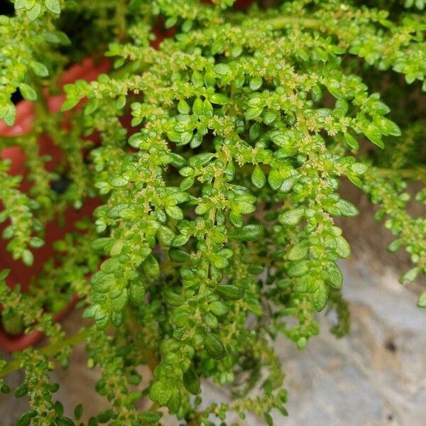 Pilea microphylla Blomst