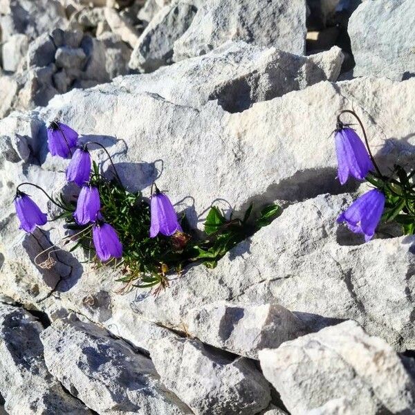 Campanula cochleariifolia Flower