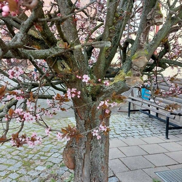 Prunus cerasifera Bark